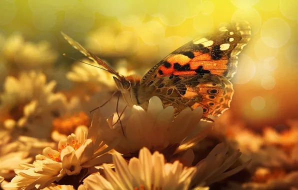 Картинка лето, макро, свет, цветы, бабочка, крылья, лепестки, насекомое