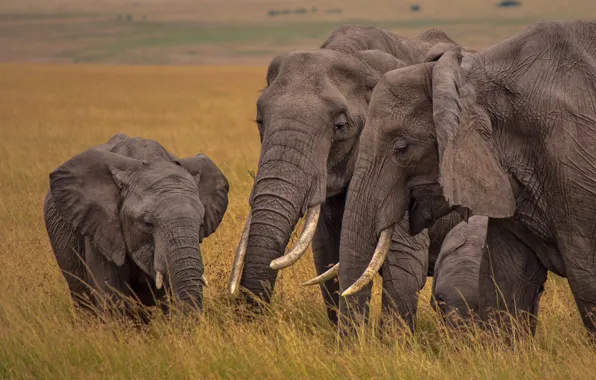 Саванна, Африка, слоны, семейка, слонёнок