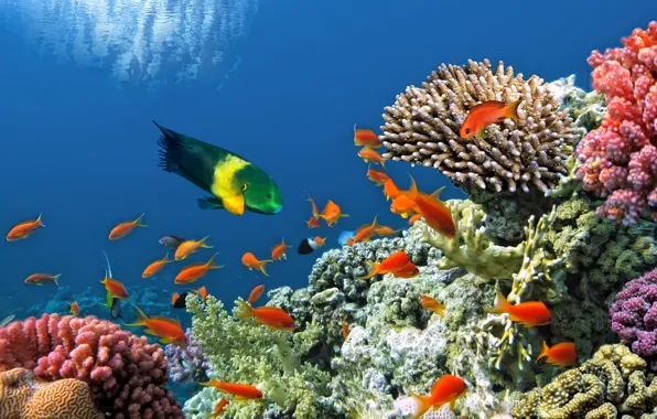 Рыбки, подводный мир, underwater, ocean, fishes, tropical, reef, coral