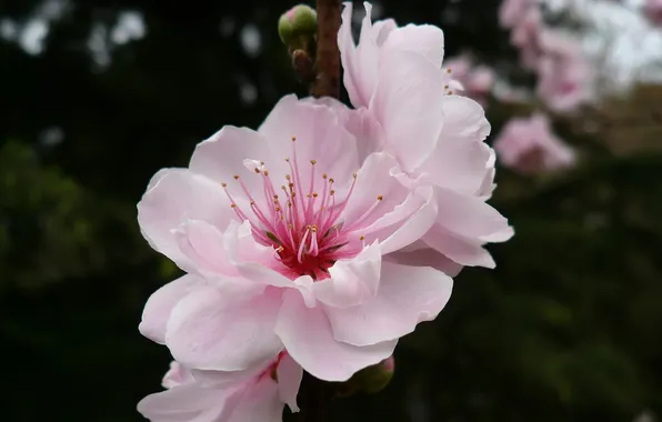 Макро, цветы, розовый, ветка, весна, Сакура