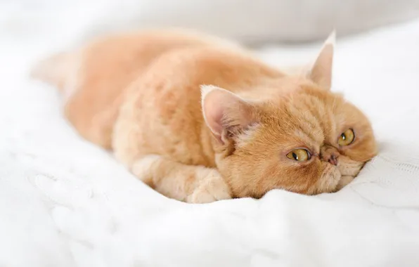 Кошка, кот, взгляд, морда, поза, фон, отдых, портрет