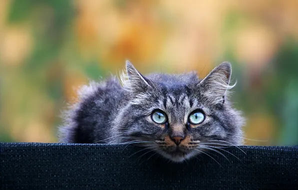 Кот, взгляд, серый, фон, пушистый