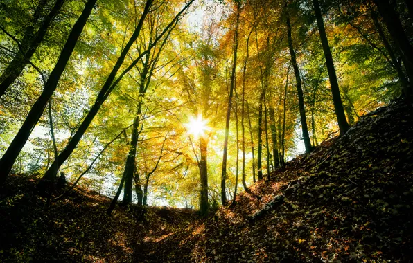 Картинка осень, лес, солнце, лучи, свет, деревья