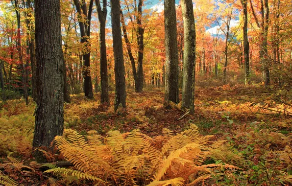 Осень, лес, природа