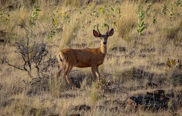 Поле, камни, растительность, рога, Oh Deer