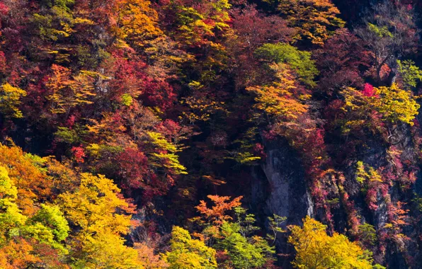 Картинка осень, лес, деревья, скалы, краски, солнечно