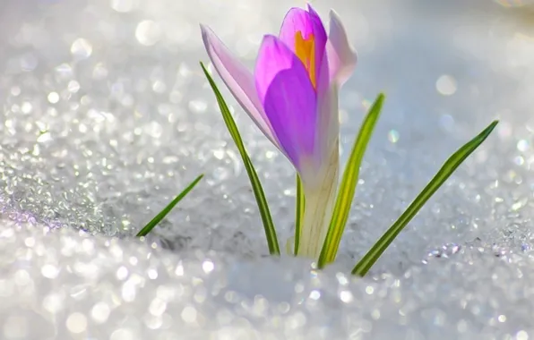 Картинка цветок, снег, мило, весна, flower, крокус, подснежник, spring