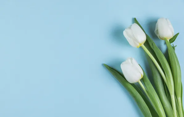 Цветы, тюльпаны, white, белые, flowers, beautiful, голубой фон, tulips