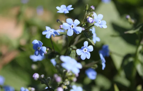 Макро, цветы, весна, синий фон, голубой цветок