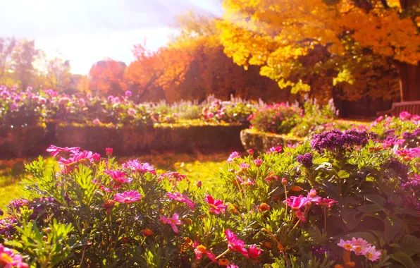 Flower, park, autumn, garden, fall, blooming