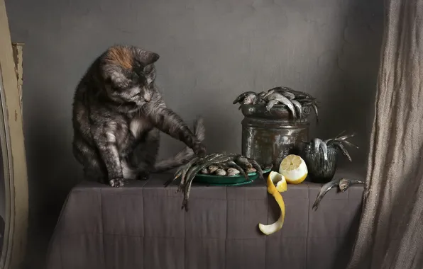 Кошка, кот, поза, стол, стена, лимон, лапа, рыба