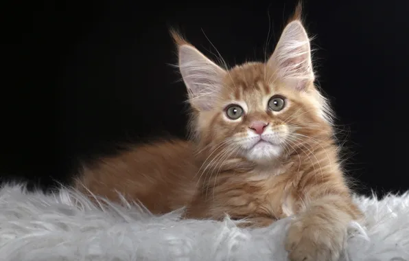 Кот, взгляд, рыжий, котёнок, Мейн-кун