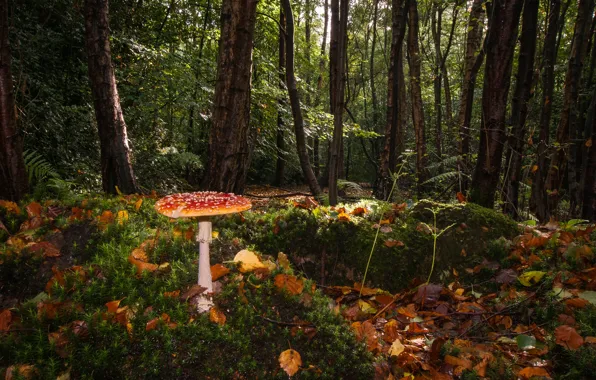 Картинка лес, листья, солнце, деревья, грибы, мох, мухомор