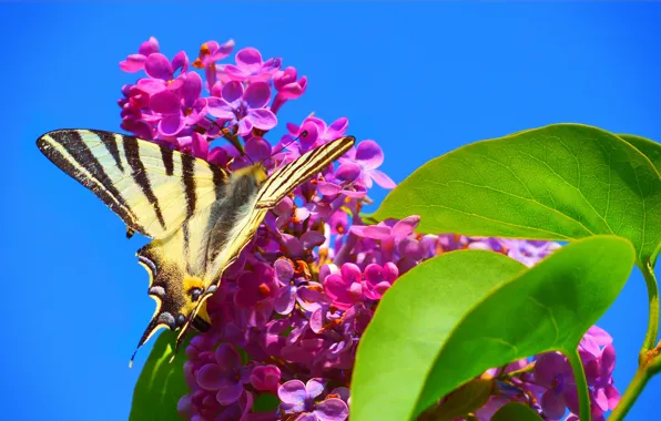 Картинка Макро, Весна, Бабочка, Flowers, Spring, Цветение, Macro, Butterfly