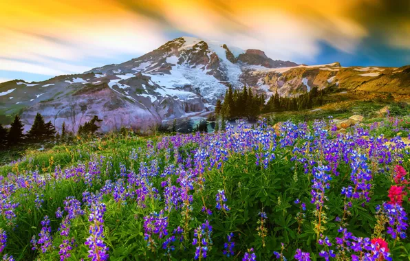 Картинка трава, цветы, природа, гора, вулкан, вершина, Вашингтон, США