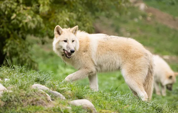 Картинка nature, predator, animal, wolf, wildlife, portrait, portrait., Canis lupus. face