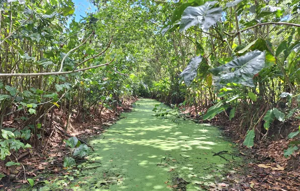 Nature in Suriname, Pepperpot Nature park Suriname, Beautiful nature wallpapers, Flora in Suriname