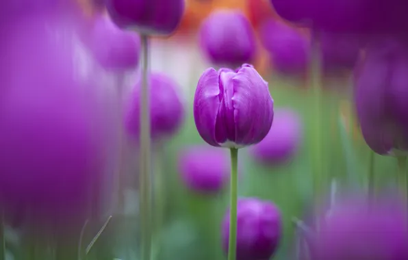 Картинка природа, фокус, красиво, фиолетовые, тюльпаны