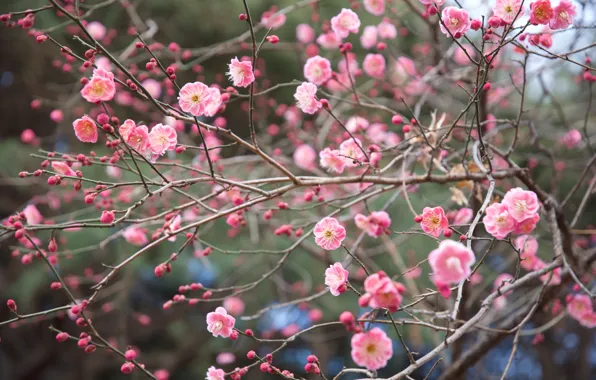 Ветки, природа, парк, весна, Япония, сакура, цветение, Синдзюку-гёэн