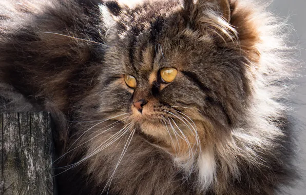 Кошка, глаза, шерсть