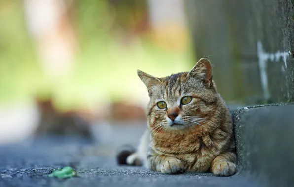 Картинка кошка, фон, улица