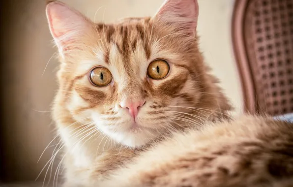 Картинка кошка, кот, взгляд, портрет, мордочка, рыжая