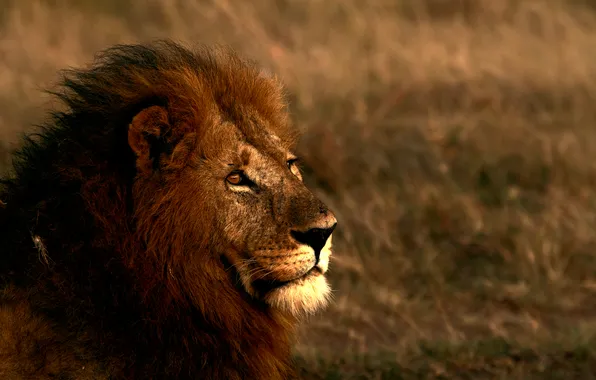 Lion, look, pride