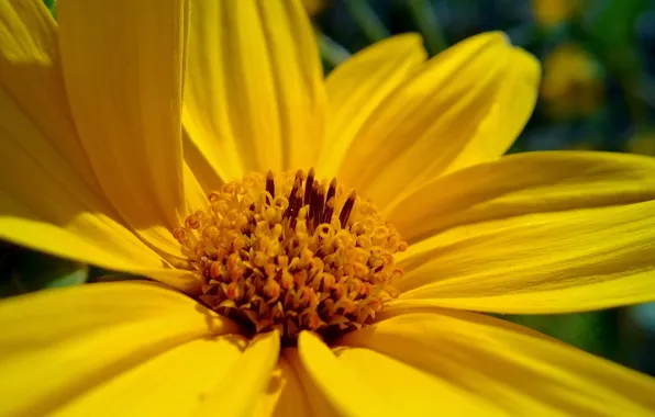 Flower, macro, beauty, lumia, 820