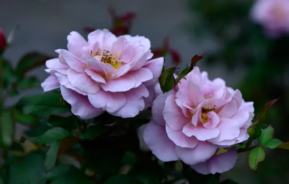 Картинка цветы, фон, две, розы, сад, бутоны, сиреневые, розочка