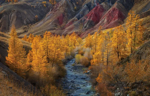 Осень, пейзаж, горы, природа, река, Алтай, Владимир Рябков, Кызыл-Чин