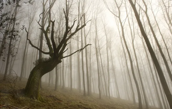 Картинка деревья, пейзаж, туман
