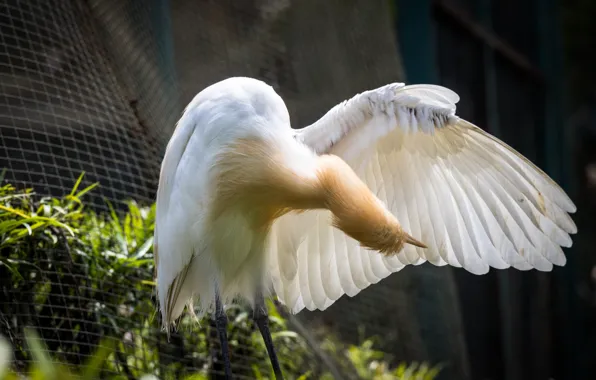 Картинка bird, birds, animal, malaysia, kuala lumpur, bird park