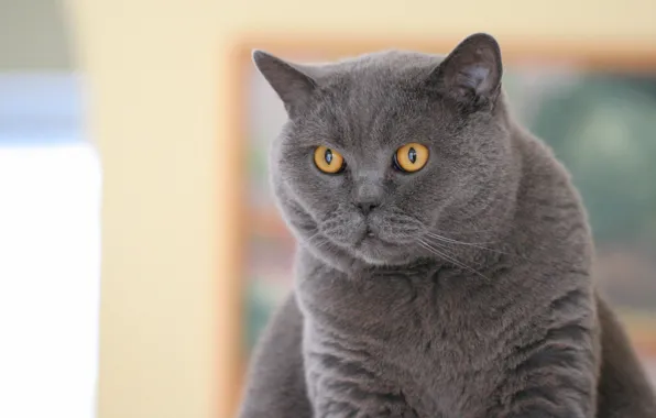Кот, взгляд, британец, Британская короткошёрстная кошка