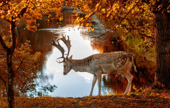 Картинка осень, деревья, природа, город, пруд, парк, животное, олень
