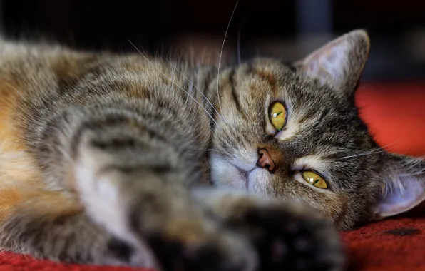 Кошка, кот, взгляд, поза, серый, портрет, лежит, мордашка