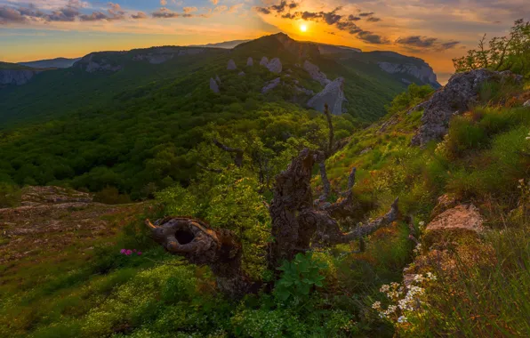 Картинка лес, закат, горы, коряга, Россия, Крым, Крымские горы