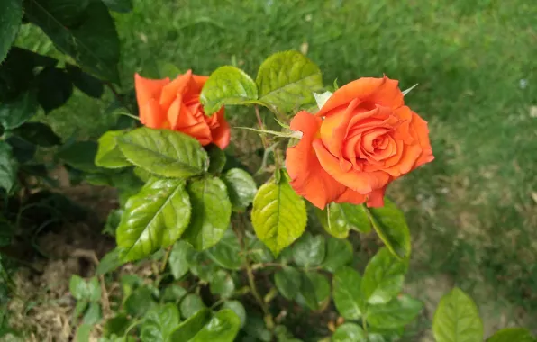 Rose, Orange rose, Оранжевая роза
