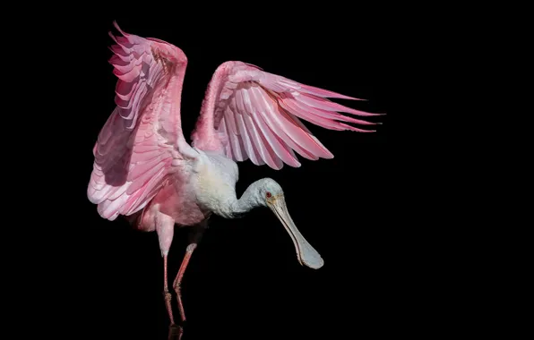 Фон, птица, Roseate Spoonbill