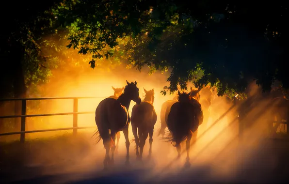 Картинка свет, кони, лошади, табун, солнечный