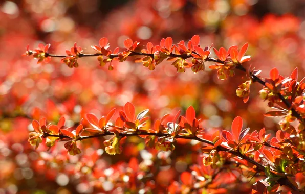 Red, leafs, plant, twig, barberry