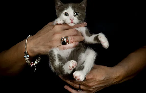 Кошка, украшения, поза, темный фон, котенок, серый, руки, кольцо
