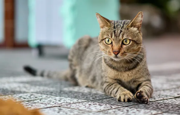Кошка, кот, взгляд, морда, поза, серый, плитка, лежит