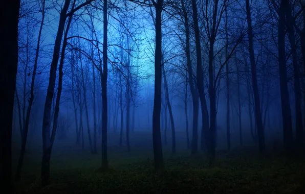 Картинка лес, свет, деревья, пейзаж, ночь, lights, темнота, страх
