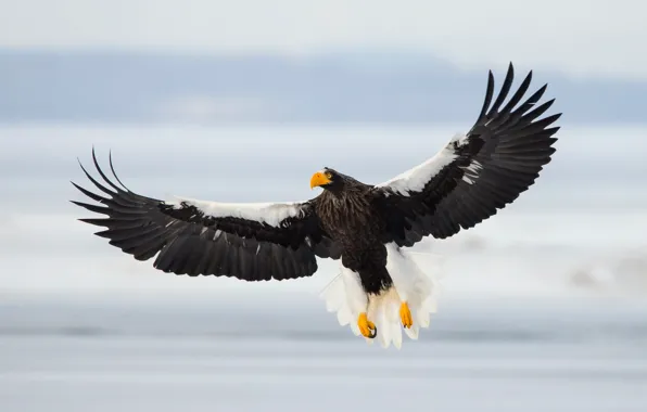 Картинка птица, полёт, Sea Eagle