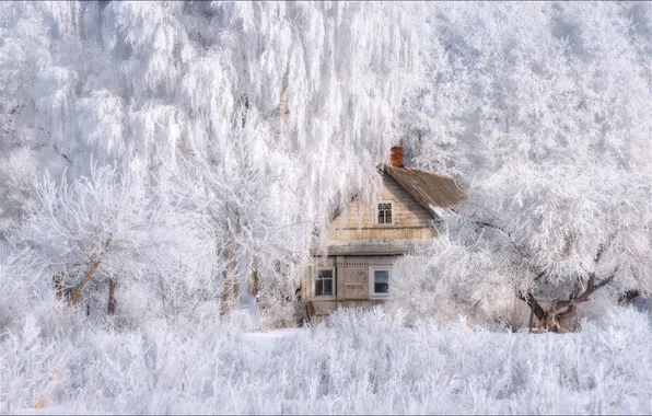 Зима, иней, лес, снег, природа, ветви, домик