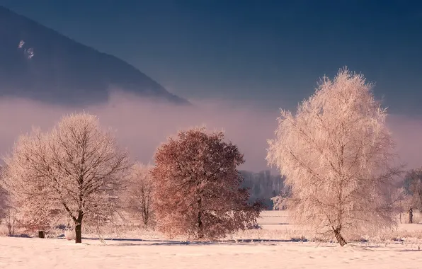 Картинка зима, иней, лес, снег, деревья, пейзаж, природа, дерево