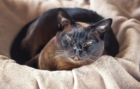 Кот, взгляд, лежит, корзинка, коричневый, Бирманский