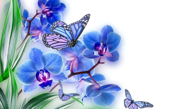 Цветы, коллаж, бабочка, крылья, лепестки, орхидея