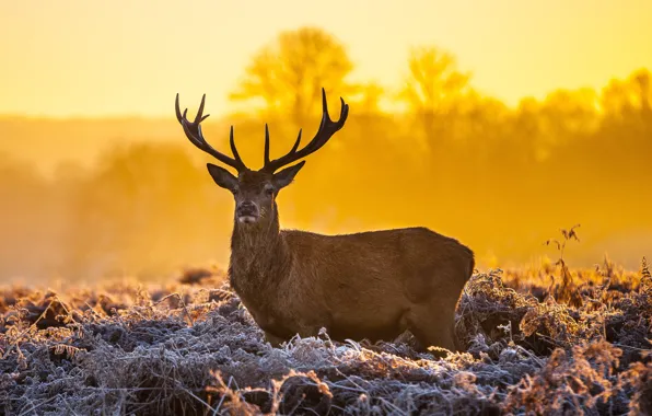 Horns, sunset, deer, Dusk