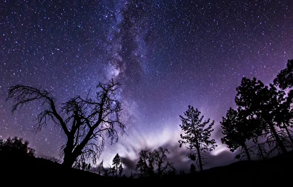 Картинка космос, звезды, деревья, ночь, тени, млечный путь